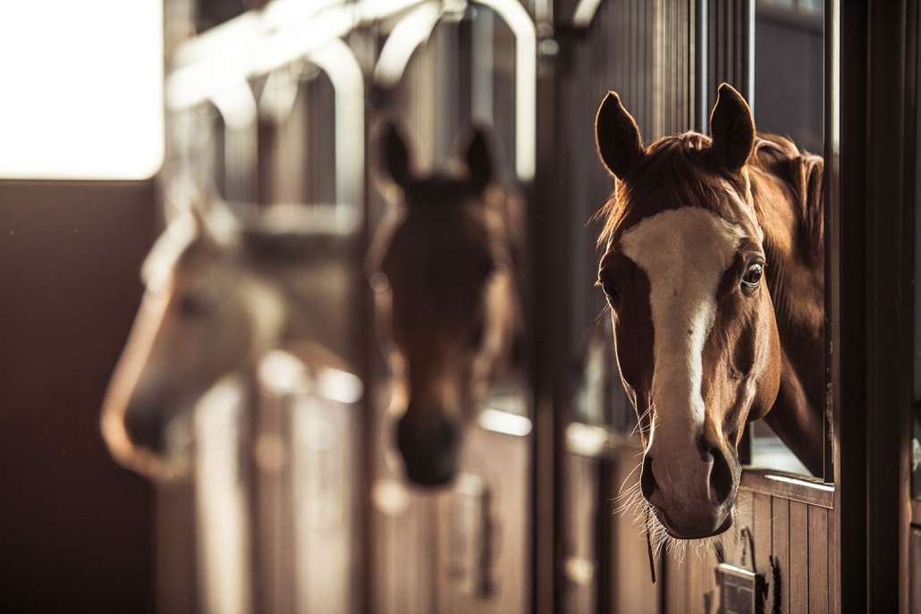 BEMER Horse-Set - BEMER deken voor paarden - Vasomotie therapie voor paarden